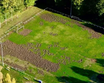 Loir-et-Cher : les sangliers footballeurs saccagent le terrain