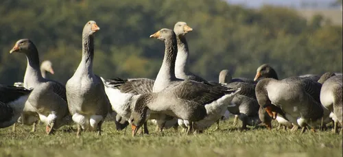 Influenza aviaire : 55 communes du Maine-et-Loire classées "zone à...