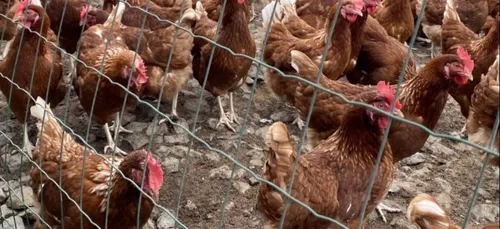 Grippe aviaire : des éleveurs obligés de confiner leurs volailles