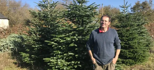 Sapins de Noël : les professionnels ne veulent pas du "click and...