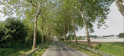 Cossé-le-Vivien : abattage de platanes sur la D771