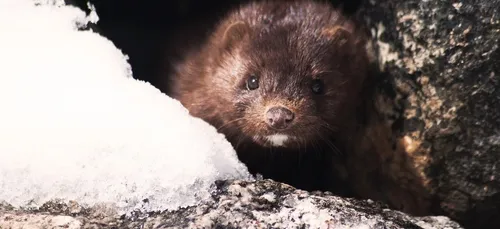 Champrond-en-Gâtine : 1 000 visons contaminés au Covid-19 abattus