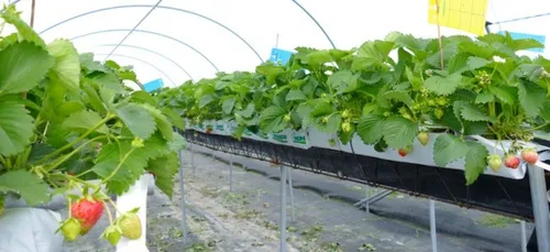 Repiquage de fraises... et de virus ?