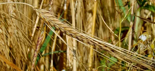 Sarthe : le seigle pour remplacer les pailles en plastique