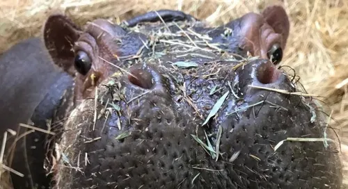 ZooParc de Beauval : 1,2 million de visiteurs en 2020