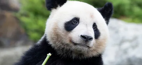 ZooParc de Beauval : réouverture annoncée pour le 30 janvier 2021