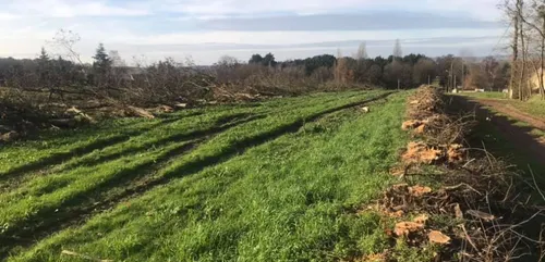 Aux portes du Mans, 500 mètres de haie abattus