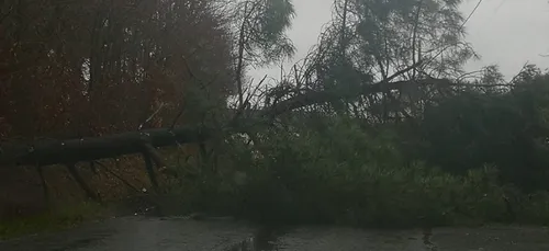 Tempête "Bella" : plus d'une dizaine d'interventions en Sarthe