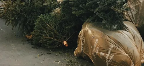 Nogent-le-Rotrou : après Noël, cinq sites pour se débarrasser du sapin