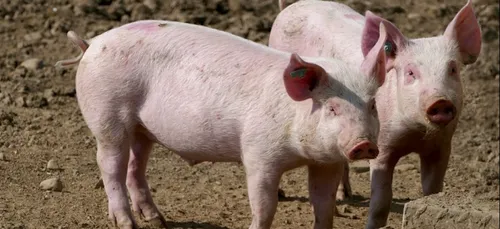 Le Mans : les agriculteurs manifesteront jeudi en centre-ville