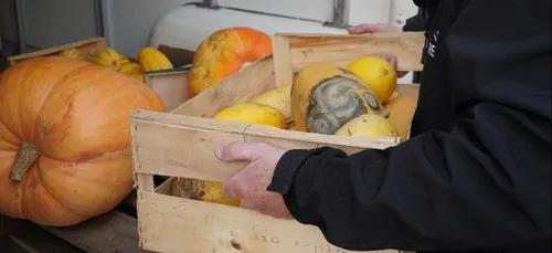 Faute d'être à la carte à cause du Covid, les courges de l'Epau...