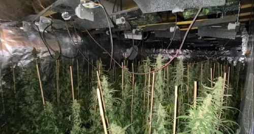 Aux portes de Chartres, ils cultivaient le cannabis en mode extensif