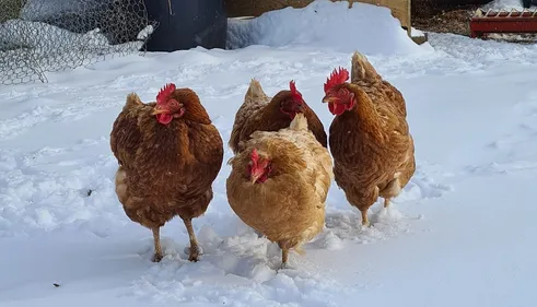 [PHOTOS] Neige dans l'ouest de la France