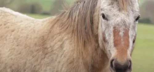 Au Refuge de l'Arche, on veut murmurer à l'oreille des chevaux
