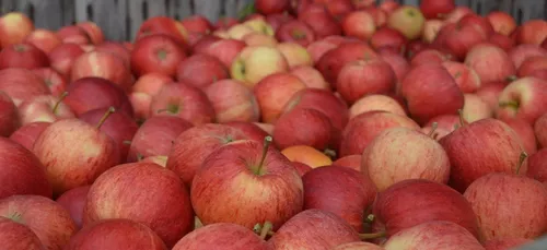 Les cidriculteurs s'apprêtent à jeter 15 millions de litres