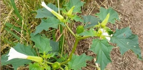 Alerte au datura dans nos champs et jardins