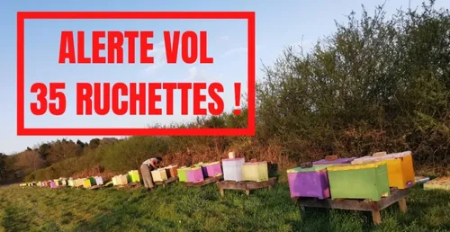 En Sarthe, des apiculteurs lancent un appel pour retrouver leurs...
