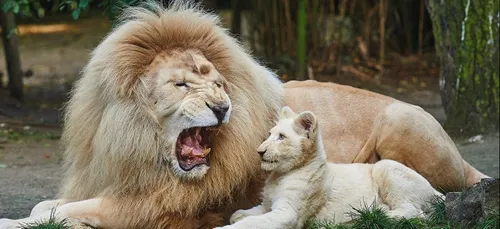 Emblème du zoo de La Flèche, le lion Jabu est mort