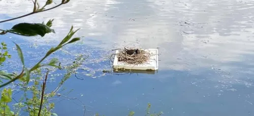 Le Mans : elle fait son nid... flottant au pied de l'Île-aux-Planches