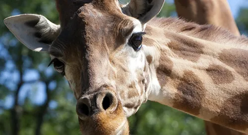 Nos déchets verts pour nourrir les animaux du zoo de La Flèche