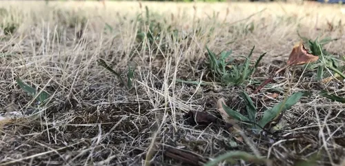 Sécheresse 2020 : la MSA débloque des aides pour les agriculteurs