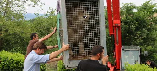 Un nouveau lion rugit au Refuge de l'Arche