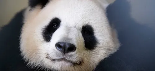 Un nouveau bébé panda naîtra cet été au ZooParc de Beauval