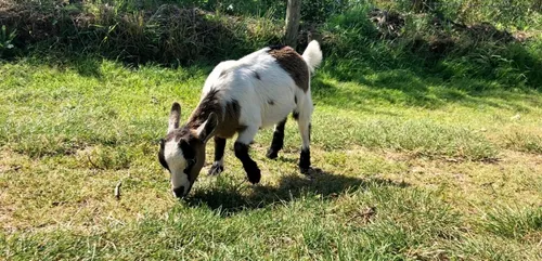 [Podcast] 400 animaux à découvrir au milieu de la forêt d'Ecouves
