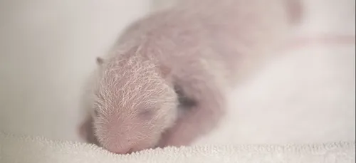 Bébés panda : une semaine après, tout va bien !
