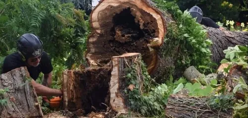 Vendôme : dangereux, le marronnier a été abattu