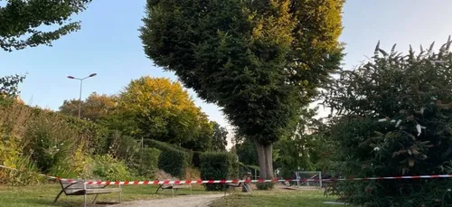 Au Mans, l'immense tilleul des Tanneries va être abattu