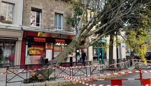 Alençon : l'arbre se couche au-dessus du rond-point