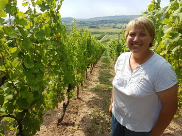 Vendanges précoces : bons crus en vue