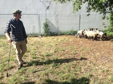 Strasbourg : des moutons à la place de tondeuses 