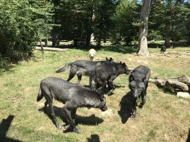 Rencontre avec le loup (mais pas que !) au Parc animalier de...
