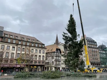 Marché de Noël de Strasbourg : le grand sapin est en place