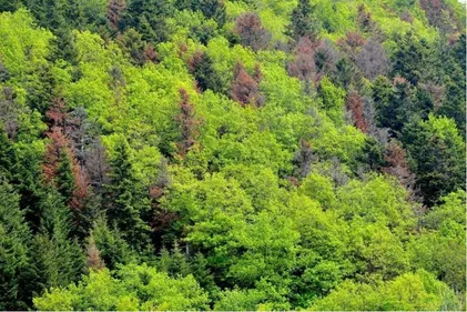 SOS forêts en détresse
