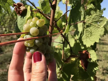 J-2 avant le début des vendanges en Alsace