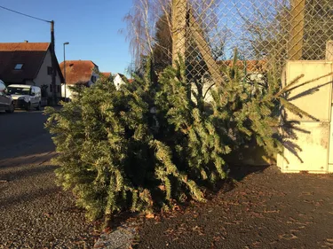 Une belle fin pour votre sapin
