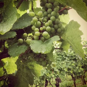 L'oenotourisme : le défi de demain en Alsace