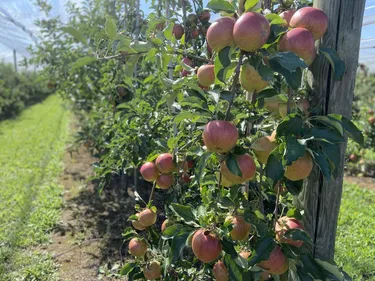 On vous fait tomber dans les pommes d'Alsace !
