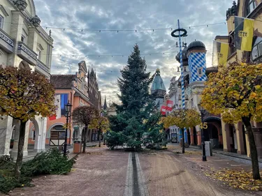 La Ville de Sélestat offre son traditionnel sapin de Noël à...