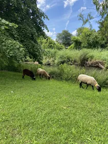Eco-pâturage : des moutons tondent la pelouse à Colmar