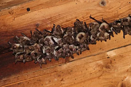 Nuit de la chauve-souris : le rendez-vous insolite au zoo de Mulhouse