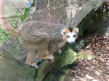 Entrez dans les coulisses du zoo de Mulhouse