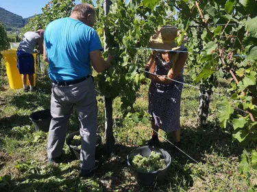 Le plaisir des vendanges à Gueberschwihr