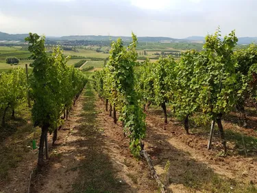 Un week-end de fête sur la Route des Vins ! 