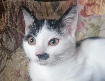 Qui en veut aux chats de Kolbsheim ? 