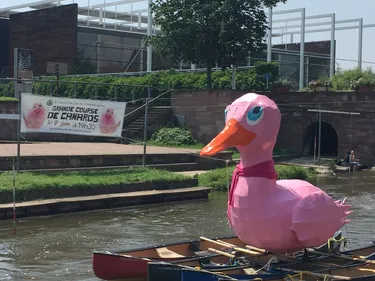 7 000 canards prêts à se jeter à l'eau à Sélestat