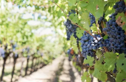 Des vendanges qui s'annoncent précoces en Alsace 